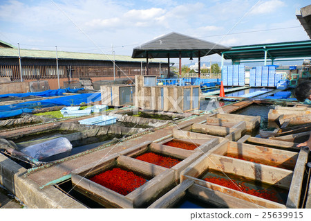 Yamatokoriyama gold fish culture pond 25639915