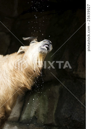 Rare Animal Golden Takin 25639927