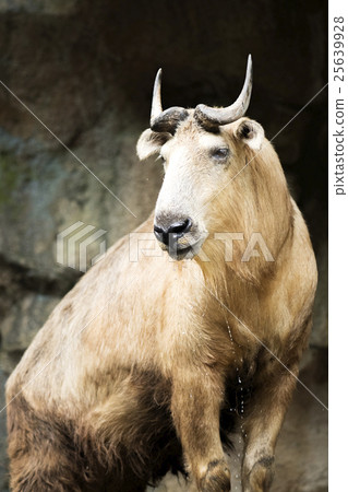 稀有動物金羚牛 25639928