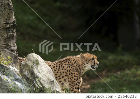 獵豹 獵豹 25640238