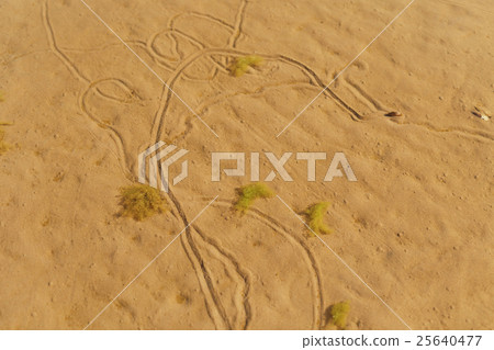 sand beach with path made by mussels 25640477