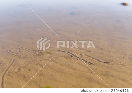 sand beach with path made by mussels sand beach with path made by mussels 25640478