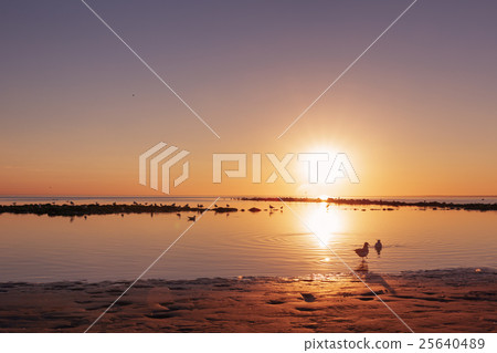 baltic sea beach with seagulls in sunset baltic sea beach with seagulls in sunset 25640489