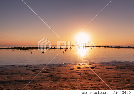 baltic sea beach with seagulls in sunset 25640490