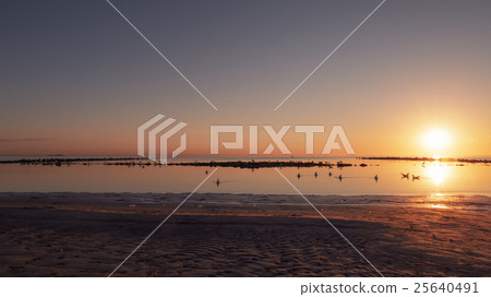 baltic sea beach with seagulls in sunset baltic sea beach with seagulls in sunset 25640491