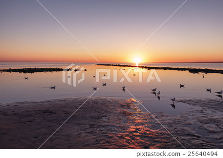 baltic sea beach with seagulls in sunset baltic sea beach with seagulls in sunset 25640494