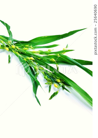 野草背景材料·分枝與Juzudama的幼果，看起來完全像珍珠大麥·白背垂直位置 25640690