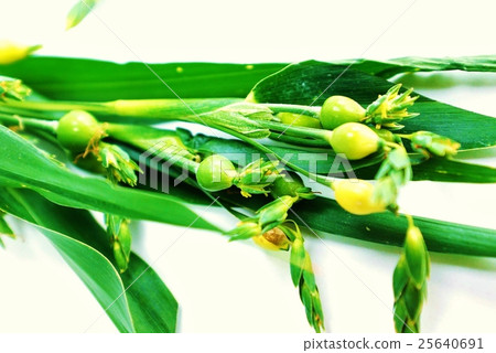 野草背景材料·分支與Juzudama的年輕果實，看起來完全像一棵大麥樹·白色背部水平水平位置 25640691