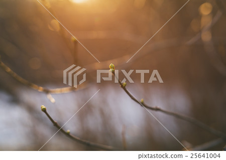 branch with buds in a early spring sunny day 25641004