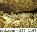 Ishidonko hiding in the rock 25641165
