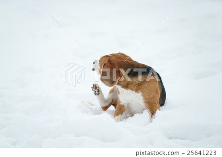beagle dog outdoor funny portrait in winter 25641223