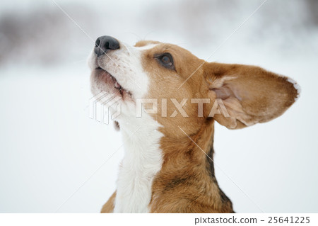 beagle dog outdoor funny portrait in winter 25641225
