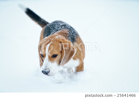 sad beagle dog outdoor portrait walking in snow sad beagle dog outdoor portrait walking in snow 25641466