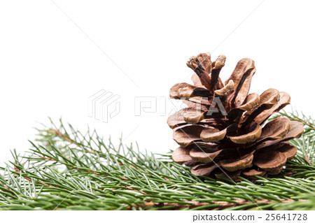 fir twig with pine cone border composition 25641728