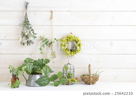 白牆植物內部 25642210