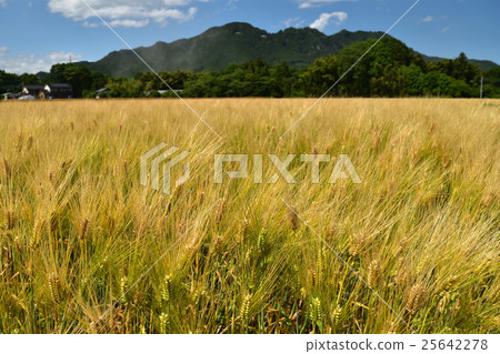 小麥的耳朵 25642278