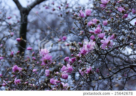 Yaehime Shibo Yaehimekobushi The language of flowers is "friendship" 25642678