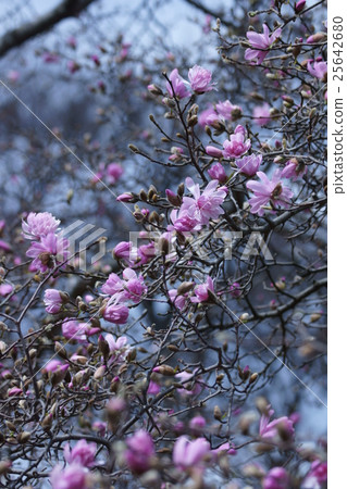 Yaehime Shibo Yaehimekobushi鮮花的語言是“友誼” 25642680