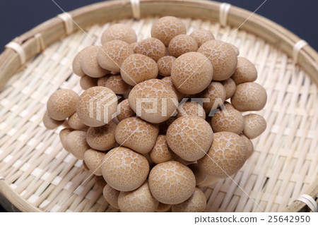 山毛櫸目次 山毛櫸目次 25642950