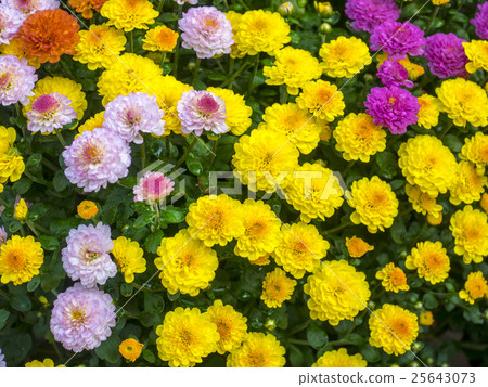 Chrysanthemum   Chrysanthemum   25643073
