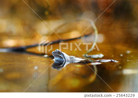 Common green frog in water Common green frog in water 25643229