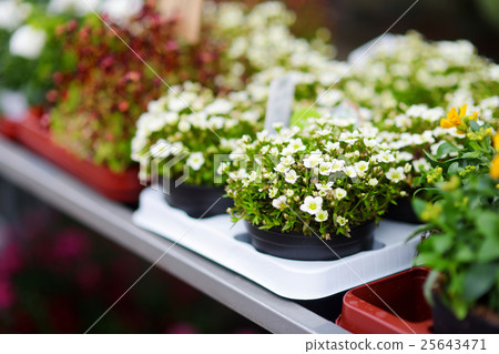 Beautiful colorful flowers sold in outdoor shop Beautiful colorful flowers sold in outdoor shop 25643471