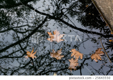 Autumn puddle Autumn puddle 25643550
