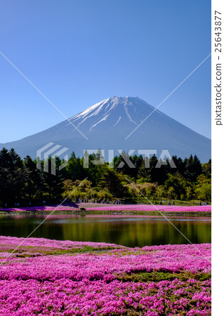 Mount Fuji and mushrooms Mount Fuji and mushrooms 25643877