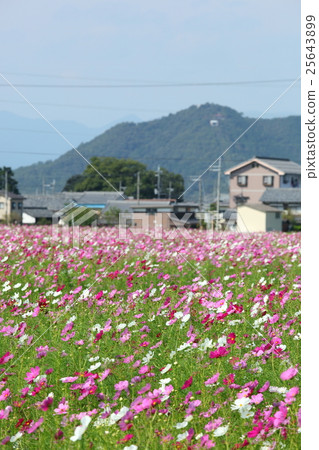 近江八幡市野田町的宇宙場 近江八幡市野田町的宇宙場 25643899