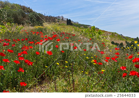 Poppy field Poppy field 25644033