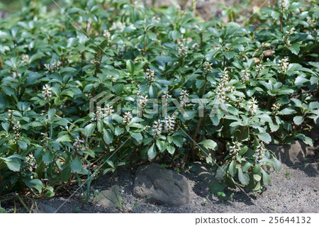 Fuyuki Grass Hokkaido flower language is "good door" 25644132