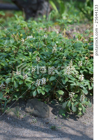 Fuyuki Grass Hokkaido flower language is "good door" Fuyuki Grass Hokkaido flower language is "good door" 25644133