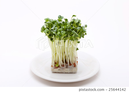 注意:蘿蔔蘿蔔 注意:蘿蔔蘿蔔 25644142