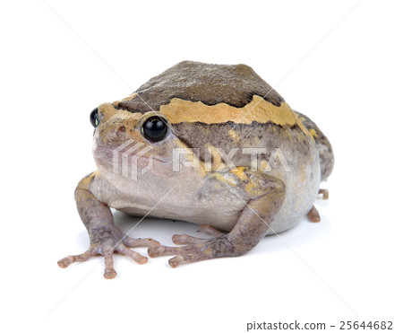 Chubby frog on white background Chubby frog on white background 25644682