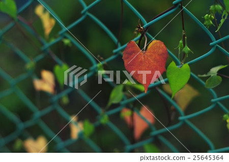 Cuddling ivy leaves Cuddling ivy leaves 25645364