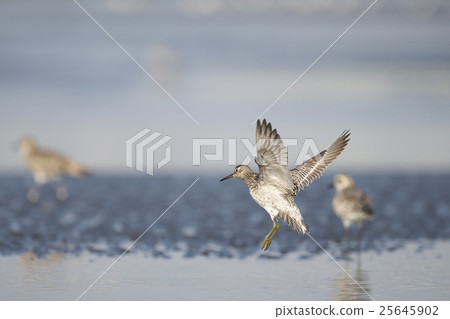 OBASHIGI FLIGHT OBASHIGI FLIGHT 25645902