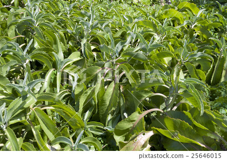 Kidachi Benkei 25646015