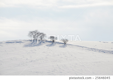 北海道雪景 北海道雪景 25646045