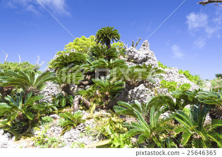 琉球石灰石和蘇鐵 25646365