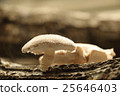 Autumn taste, mushrooms (Shiitake) 25646403