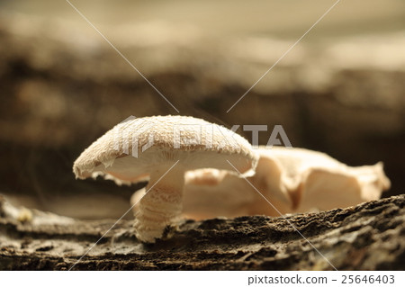 Autumn taste, mushrooms (Shiitake) 25646403