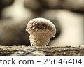 Autumn taste, mushrooms (Shiitake) 25646404