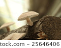 Autumn taste, mushrooms (Shiitake) 25646406