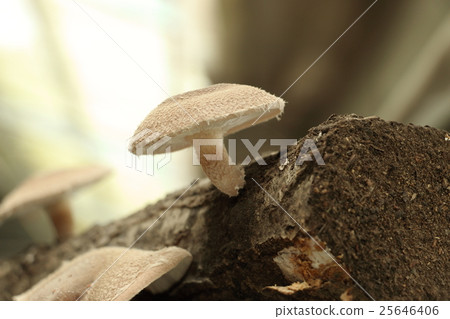 Autumn taste, mushrooms (Shiitake) 25646406