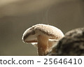 Autumn taste, mushrooms (Shiitake) 25646410