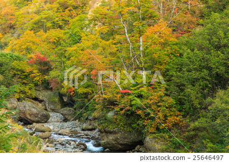 Autumn leaves of the Okumohana valley 25646497