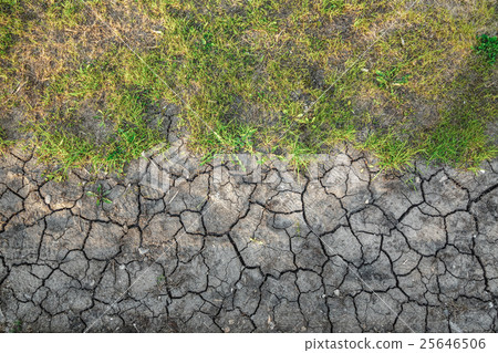 Dry soil with green moss Dry soil with green moss 25646506
