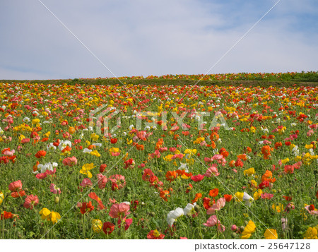 Awagi flower-burning poppy 25647128