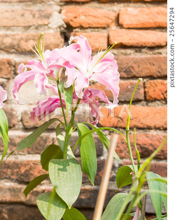 Close up of pink lily flower 25647294