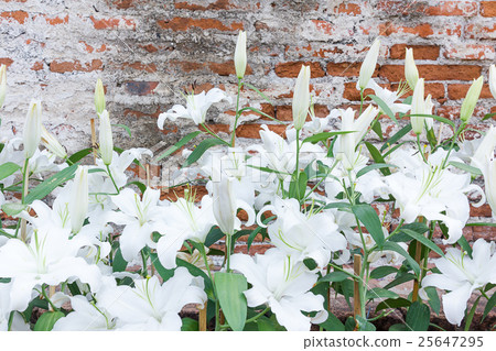 Close up of white lily flower Close up of white lily flower 25647295